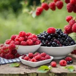 Barre énergétique Mulebar - Framboises, cassis et canneberges