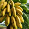 Compote énergétique Mulebar bio -Banane
