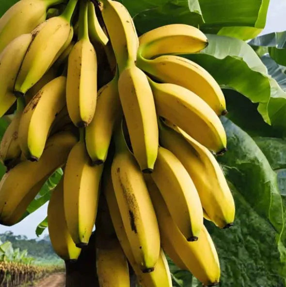 Compote énergétique Mulebar bio -Banane